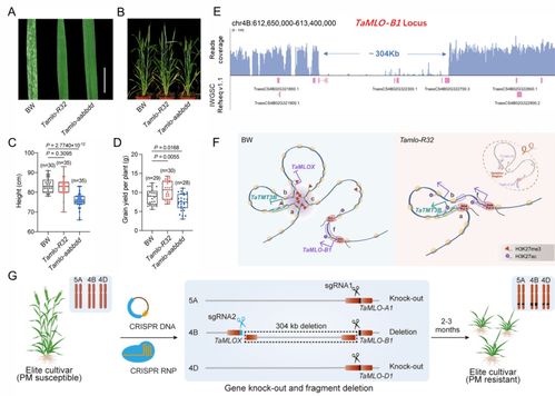 基因剪刀雙重奏 中科院微生物所邱金龍團隊引領小麥抗病高產育種新突破