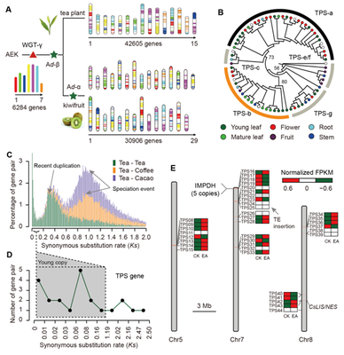 我室在茶樹基因組研究領域取得重要新突破，助力茶葉科學基礎研究與產業發展